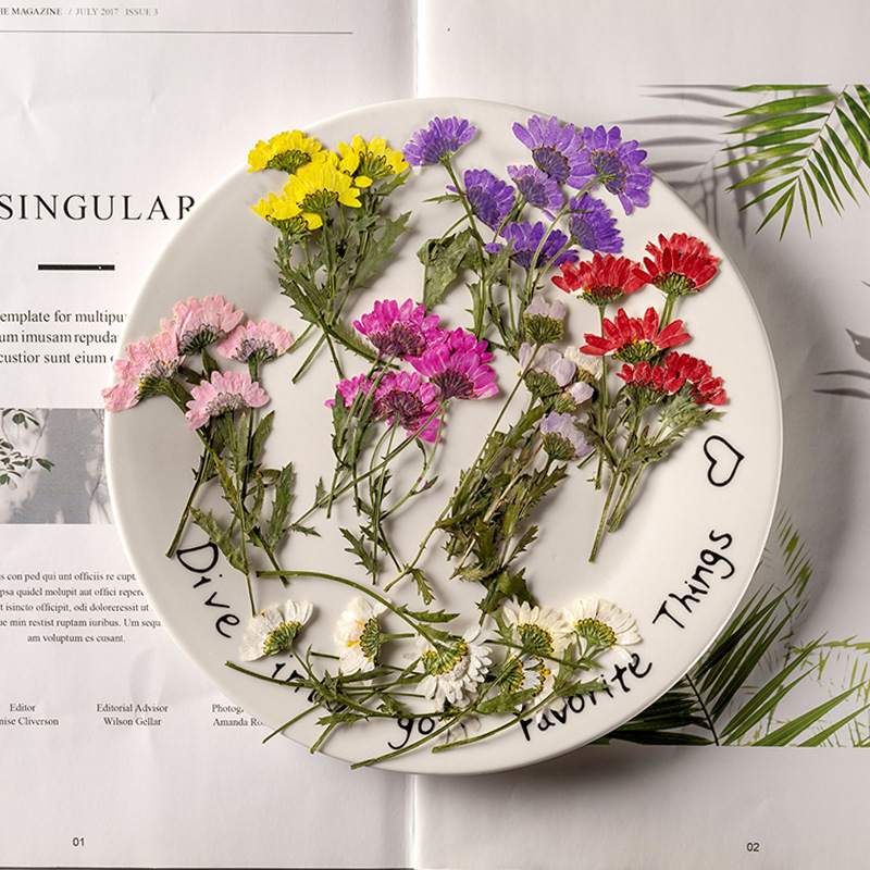 Dried Flower Bookmark - Crisantemo de Cristal Prensado Lateralmente con