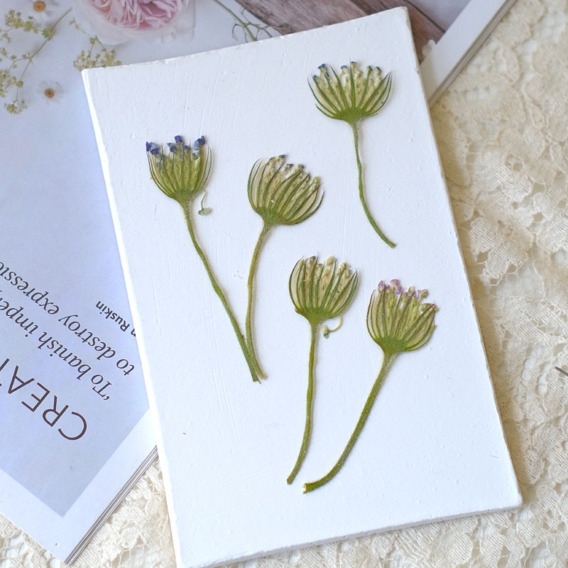 12 Piezas de Flores de Perla E - Dried Flower Bookmark reseña y precio