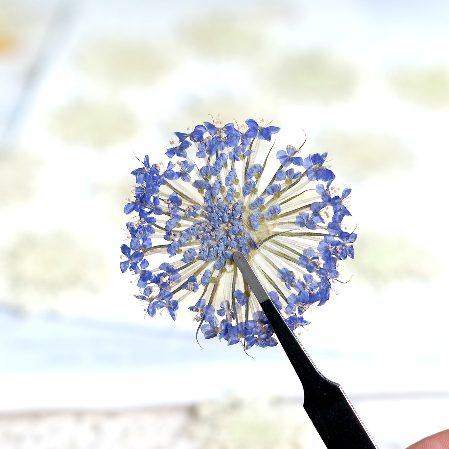 12 Piezas de Flores de Perla E - Dried Flower Bookmark reseña y precio