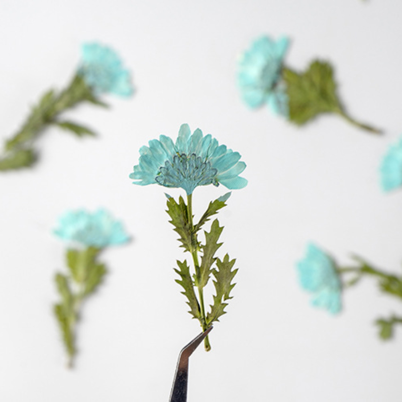Crisantemo de Cristal Prensado - Dried Flower Bookmark reseña y precio