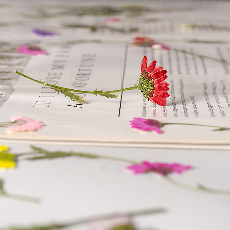 Crisantemo de Cristal Prensado - Dried Flower Bookmark reseña y precio